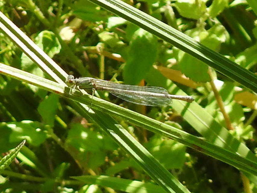 Erythromma viridulum - kis pirosszemű-légivadász