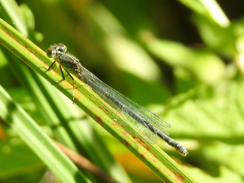 Erythromma viridulum - kis pirosszemű-légivadász