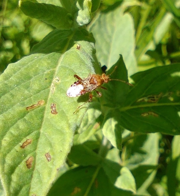 Rhopalus