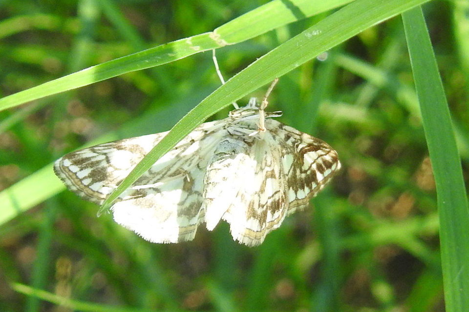 Elophila nymphaeata - tarka vízimoly