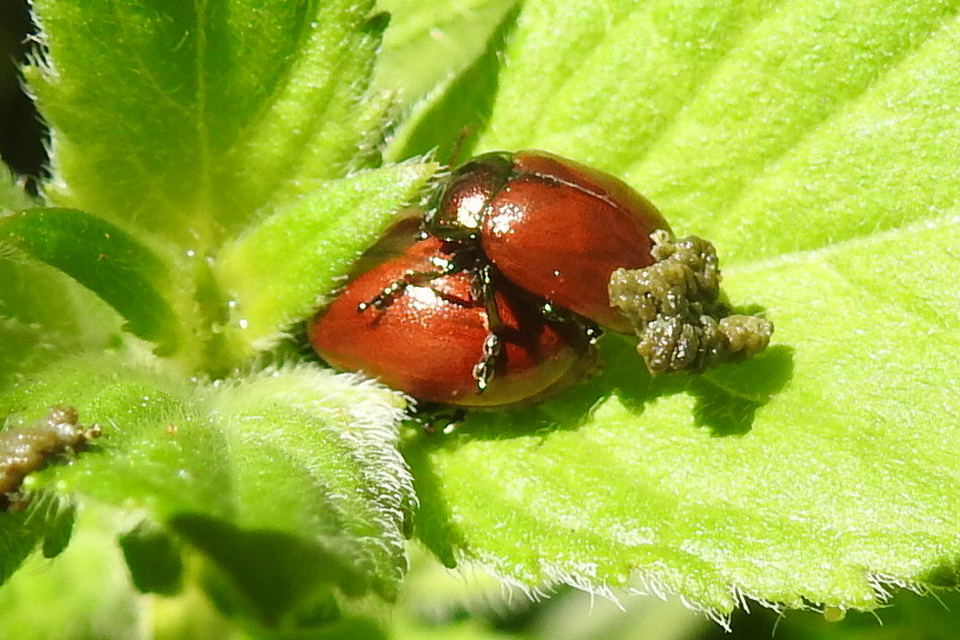Chrysolina polita - réti mentalevelész Chrysolina polita - réti mentalevelész