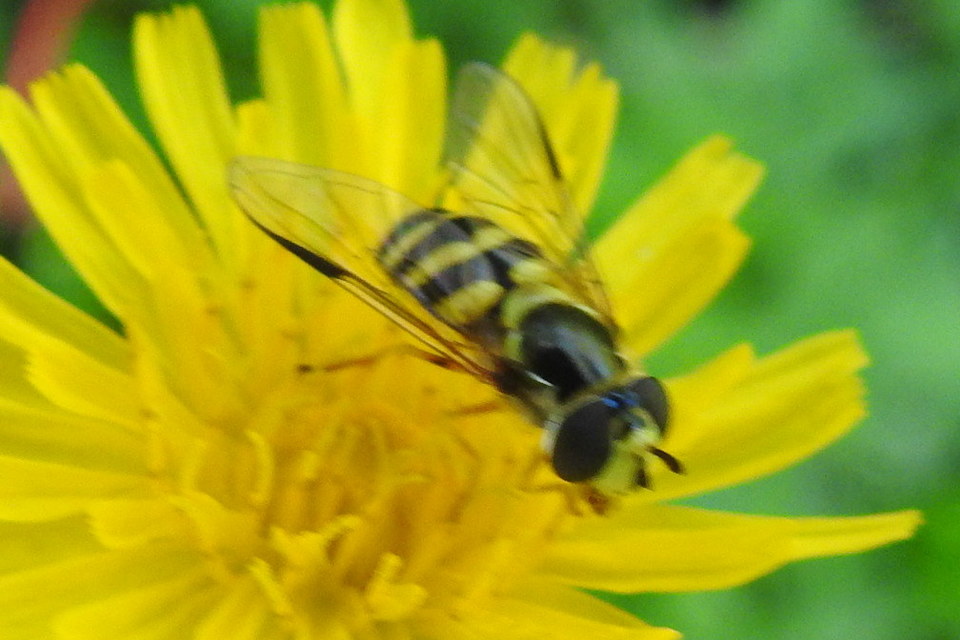 Dasysyrphus albostriatus - csíkoshátú erdeilégy