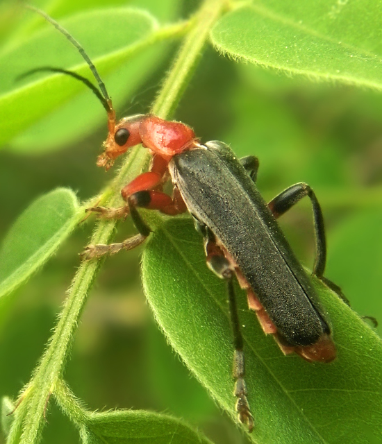 Cantharis livida - mezei lágybogár