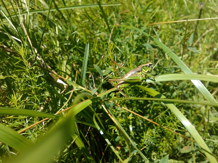 Roeseliana roeselii - Rösel-rétiszöcske