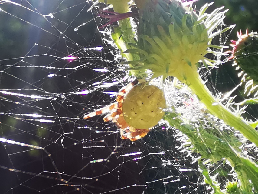 Araneus quadratus - négyes keresztespók