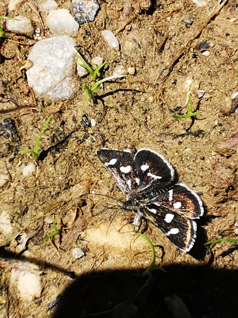 Eurrhypis pollinalis - galajszövő kormosmoly