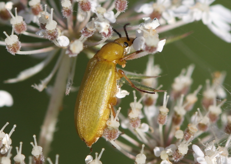 Cteniopus sulphureus - közönséges kénbogár Cteniopus sulphureus - közönséges kénbogár
