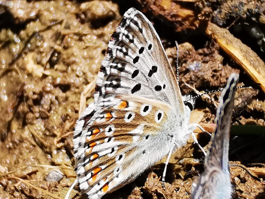 Polyommatus coridon - ezüstkék boglárka