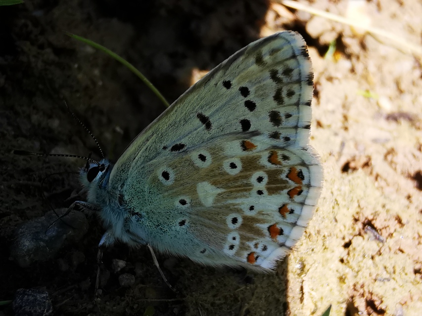 Polyommatus coridon - ezüstkék boglárka