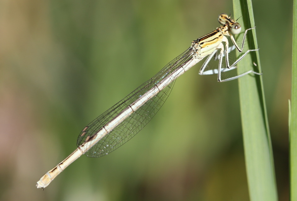 Platycnemis pennipes - széleslábú szitakötő