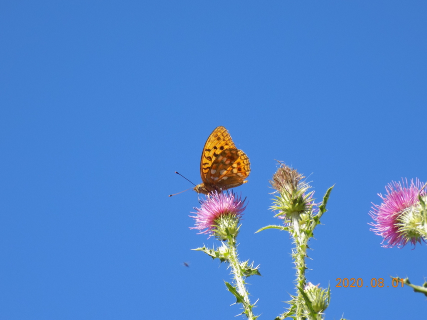 Argynnis adippe - ezüstös gyöngyházlepke
