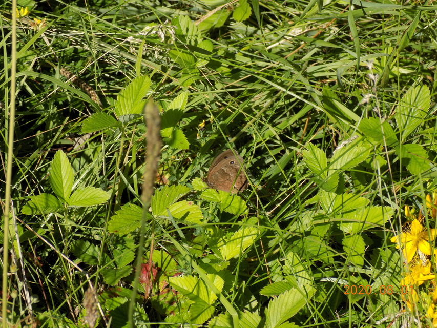 Minois dryas - fekete szemeslepke
