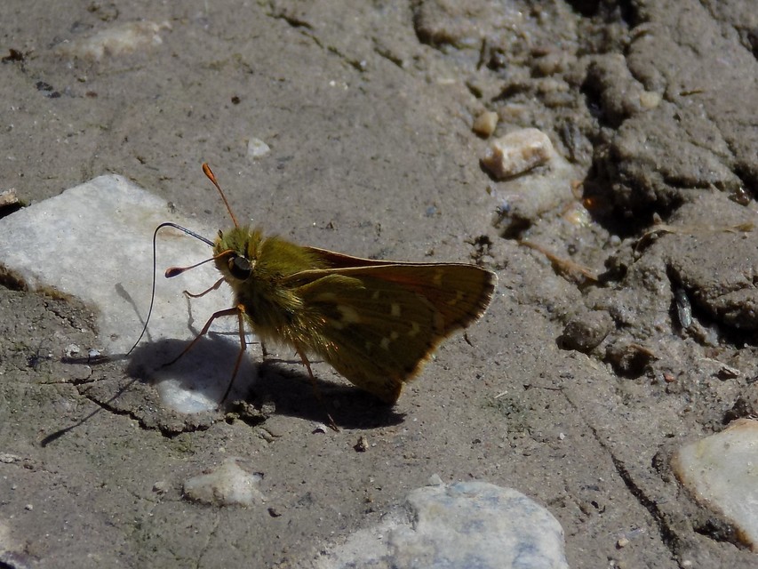 Hesperia comma - vesszős busalepke