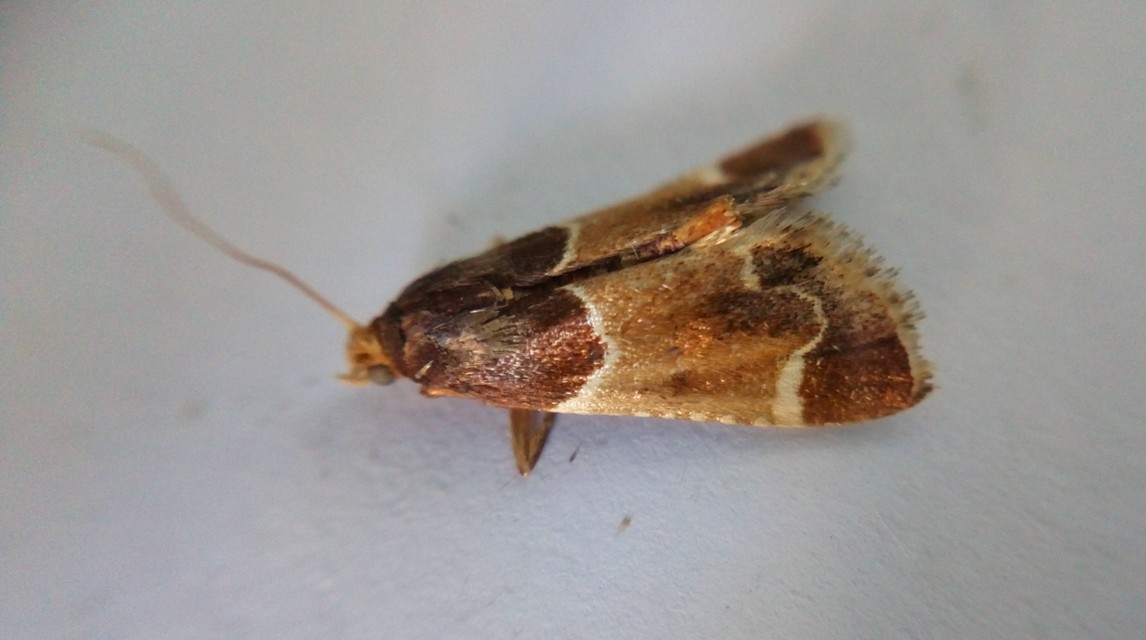 Pyralis farinalis - lisztilonca