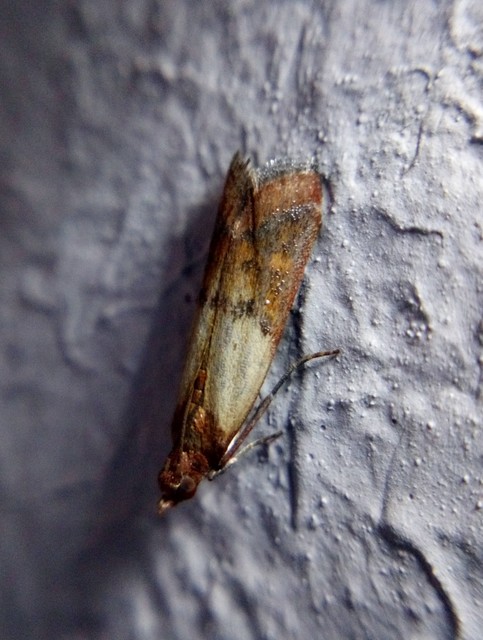 Plodia interpunctella - aszalványmoly
