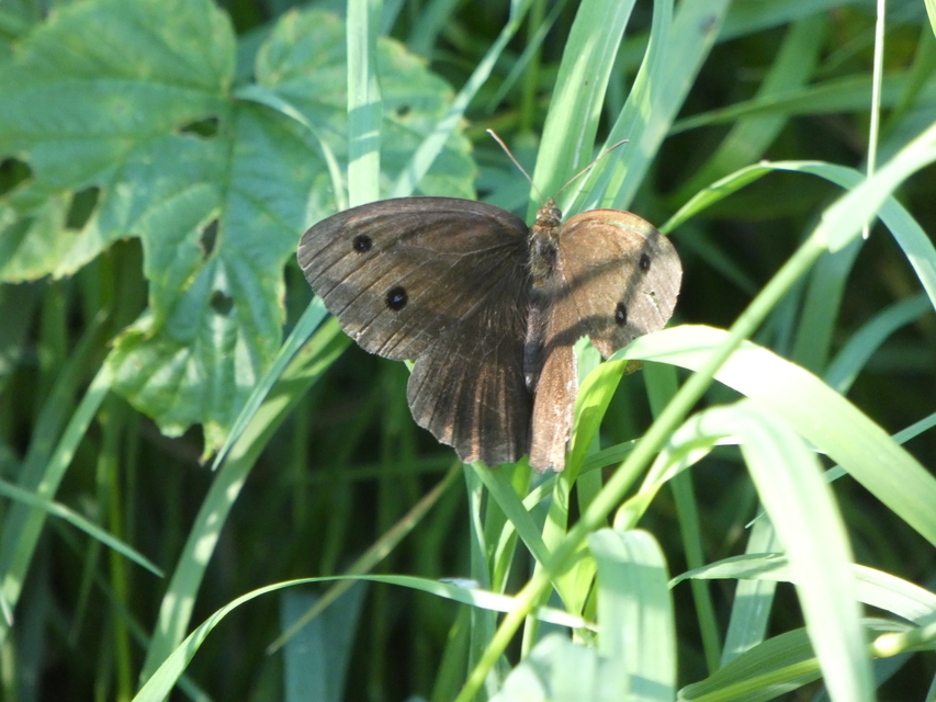 Minois dryas - fekete szemeslepke