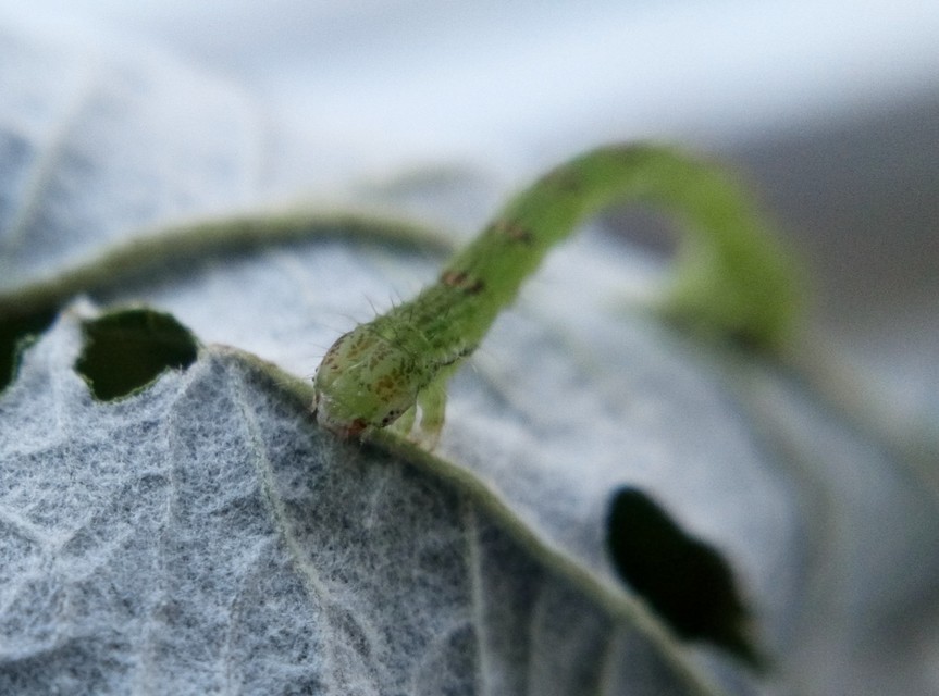 Mesoleuca albicillata - tarka fűzfaaraszoló