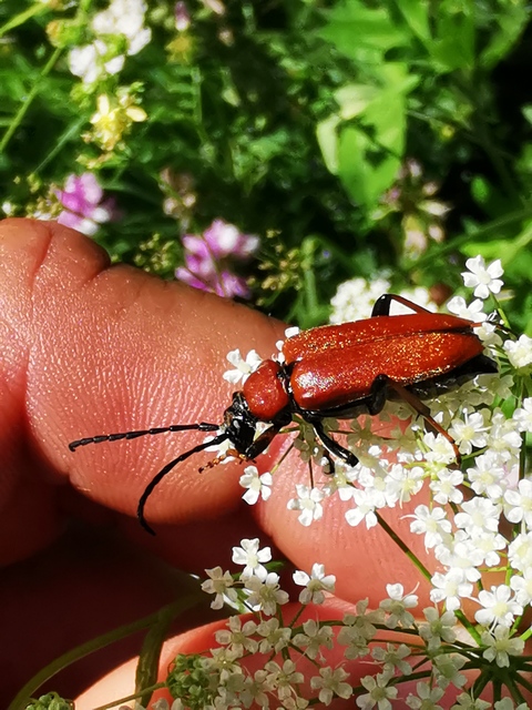 Stictoleptura rubra - vörös virágcincér