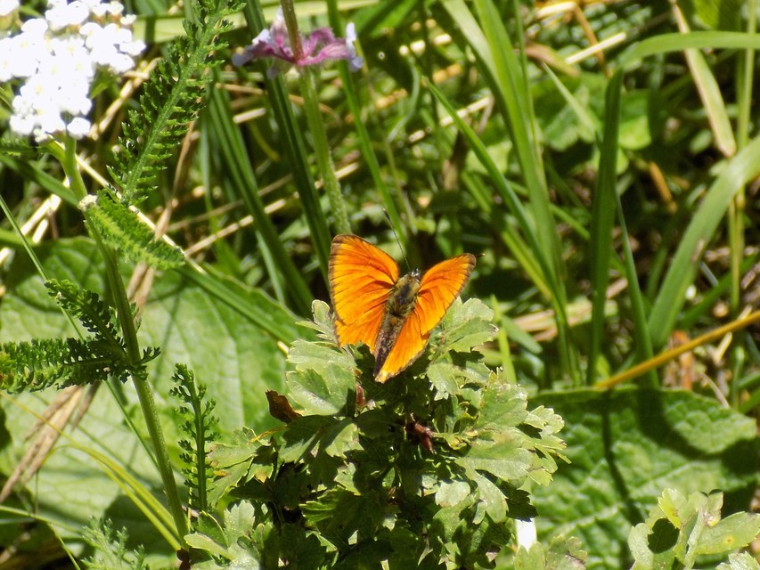 Lycaena virgaureae - arany-tűzlepke