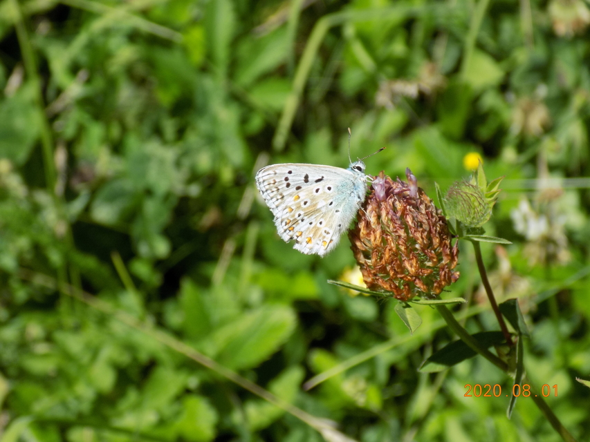 Polyommatus coridon - ezüstkék boglárka