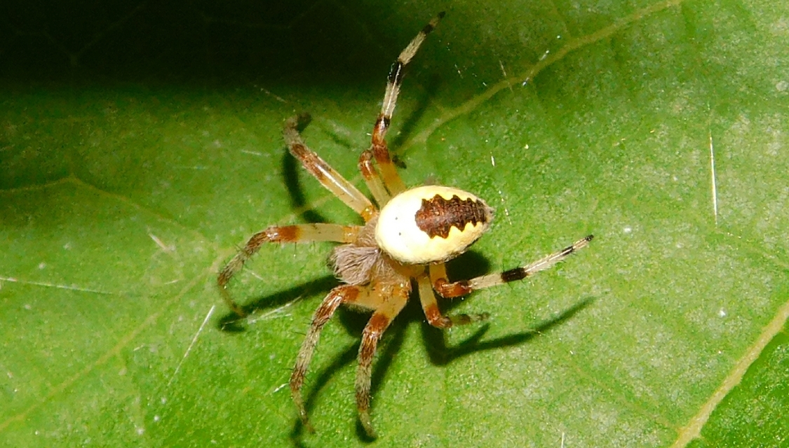 Araneus marmoreus - márványos keresztespók