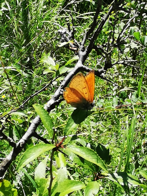 Lycaena virgaureae - arany-tűzlepke