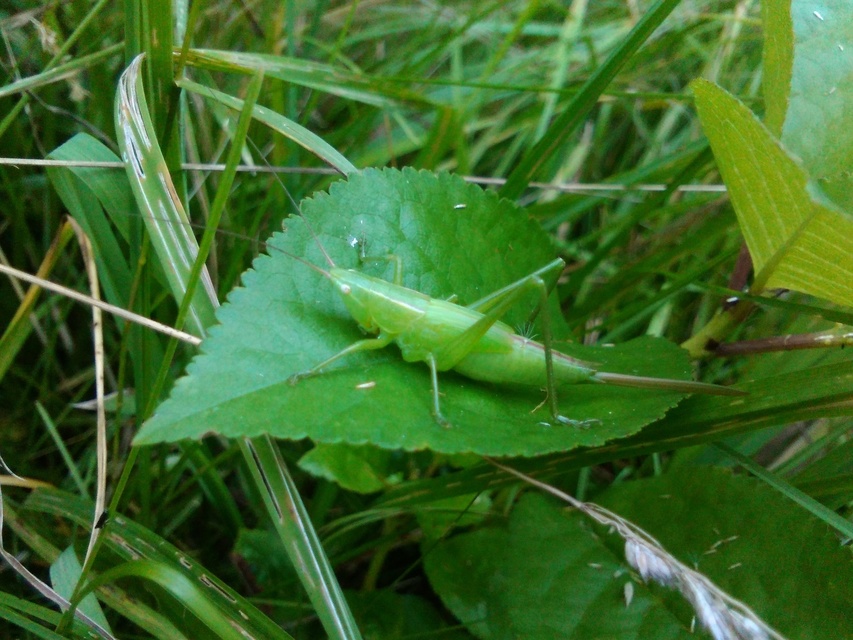 Ruspolia nitidula - nagy kúpfejűszöcske