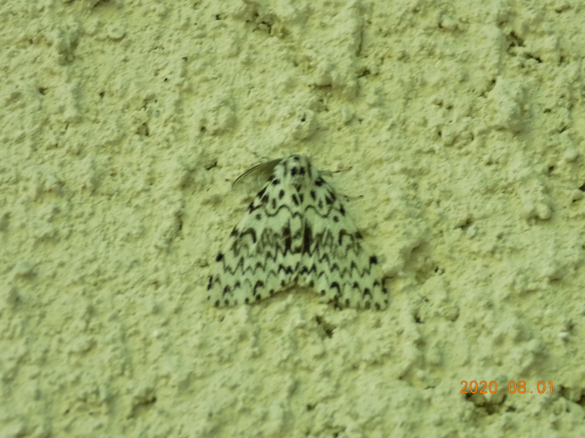 Lymantria monacha - apácalepke