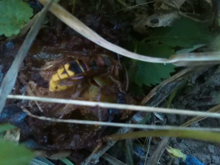 Vespa crabro - lódarázs