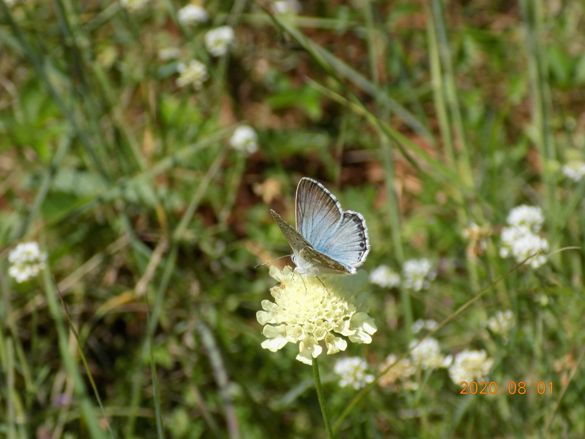 Polyommatus coridon - ezüstkék boglárka