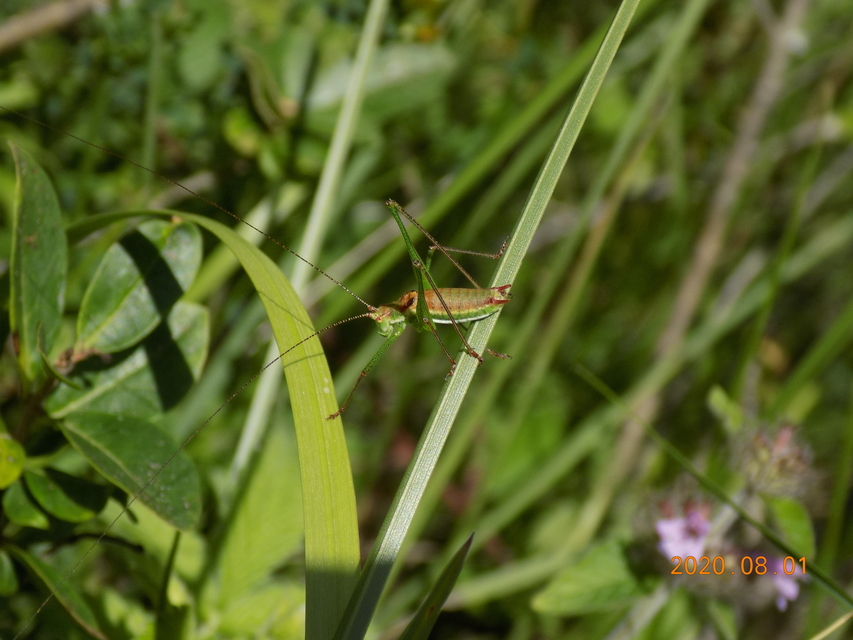 Leptophyes albovittata - közönséges virágszöcske