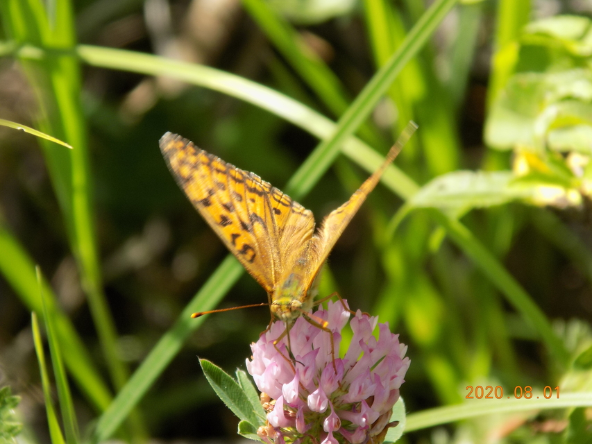 Argynnis adippe - ezüstös gyöngyházlepke