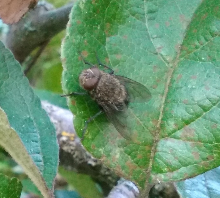 Pollenia