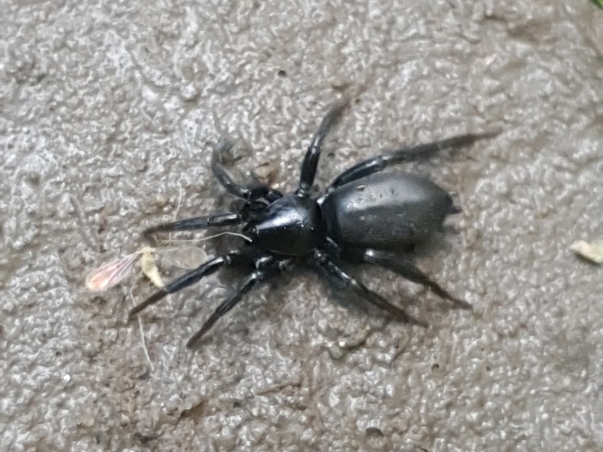 Zelotes/Civizelotes
