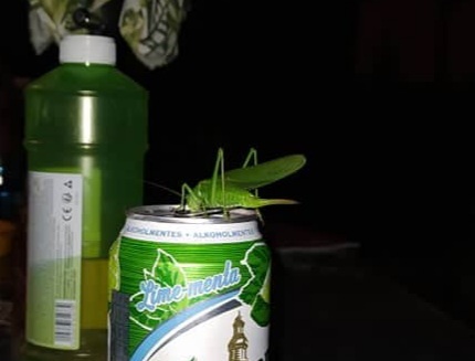 Tettigonia viridissima - zöld lombszöcske