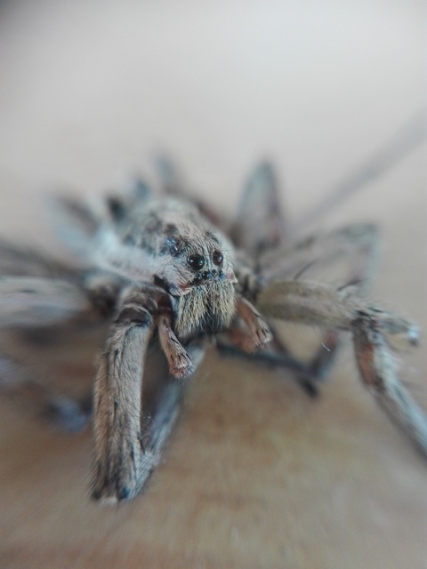 Hogna radiata - réti farkaspók