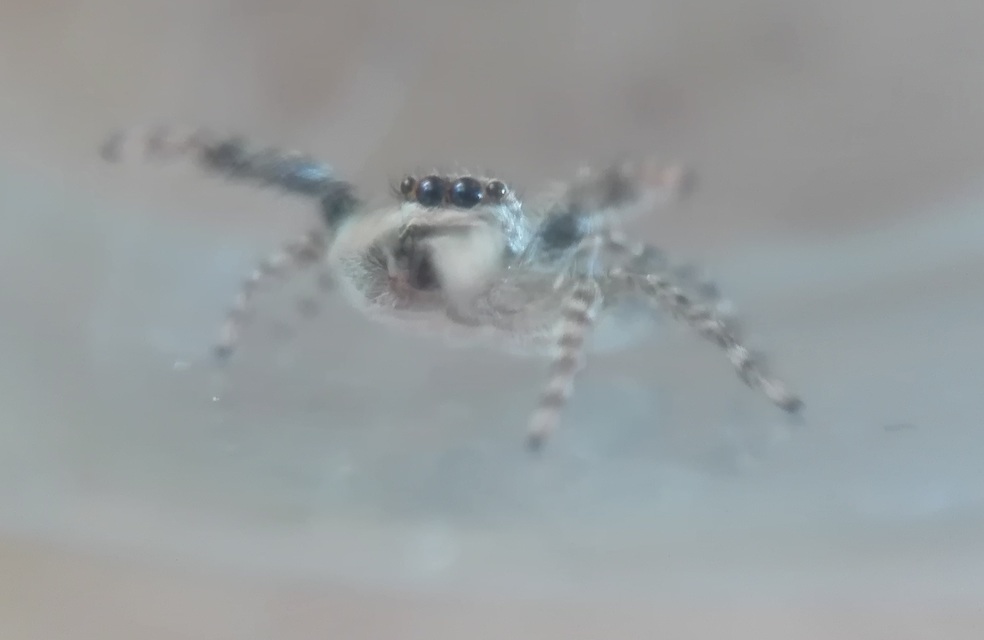 Salticidae - ugrópókok