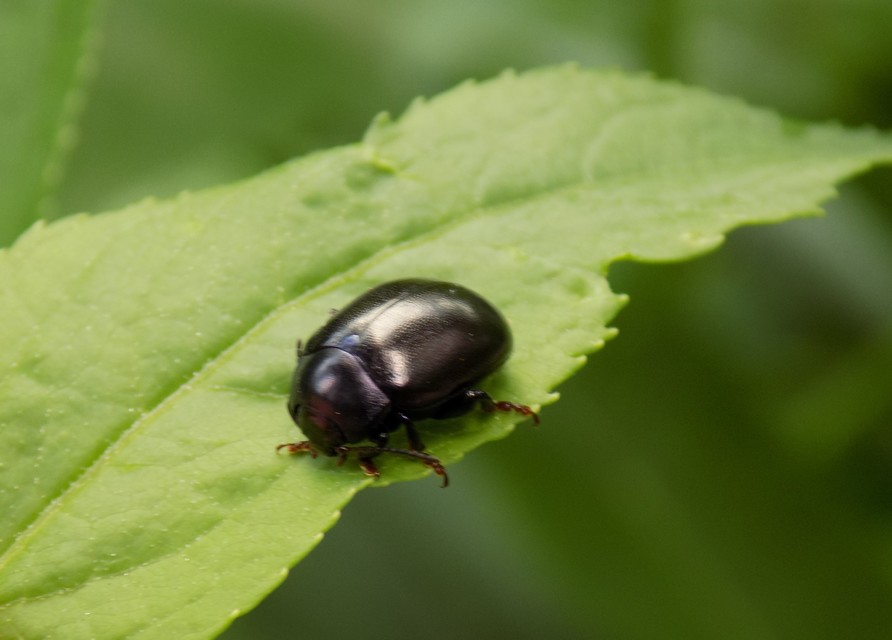 Chrysolina sturmi - vöröslábú levelész