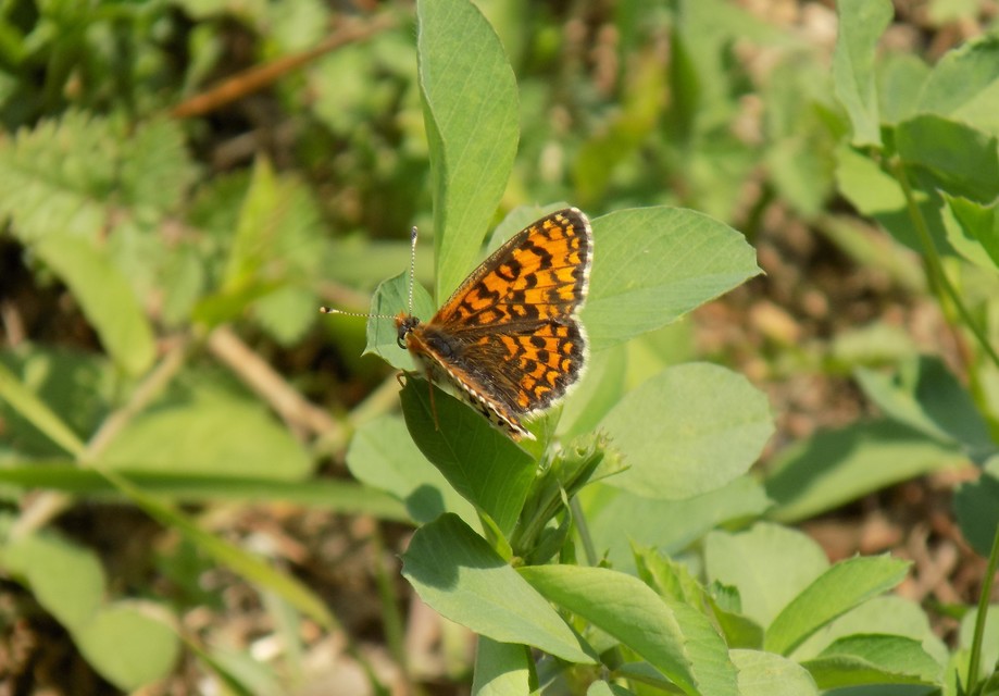 Melitaea trivia - kis tarkalepke