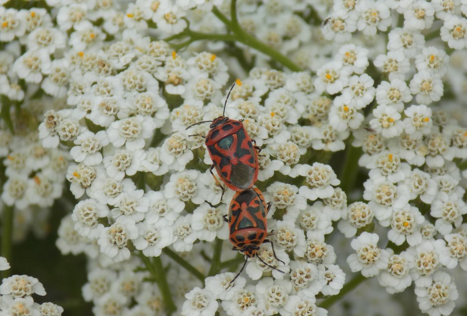 Eurydema ornata - díszespoloska