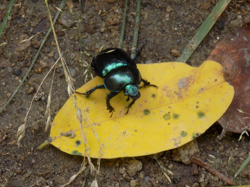 Trypocopris vernalis - tavaszi álganéjtúró