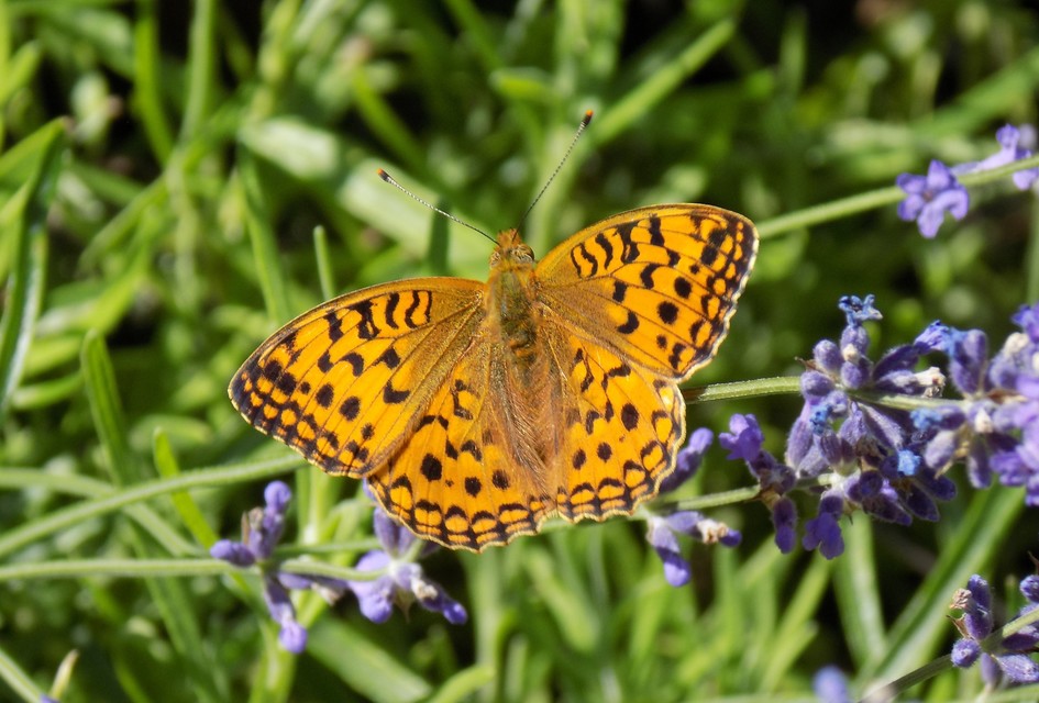 Argynnis adippe - ezüstös gyöngyházlepke
