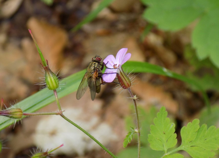 Phaonia angelicae