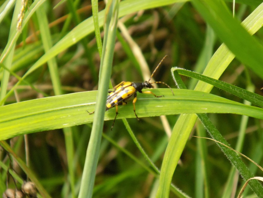 Rutpela maculata - tarkacsápú karcsúcincér