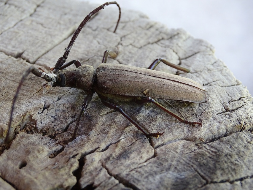 Aegosoma scabricorne - diófacincér