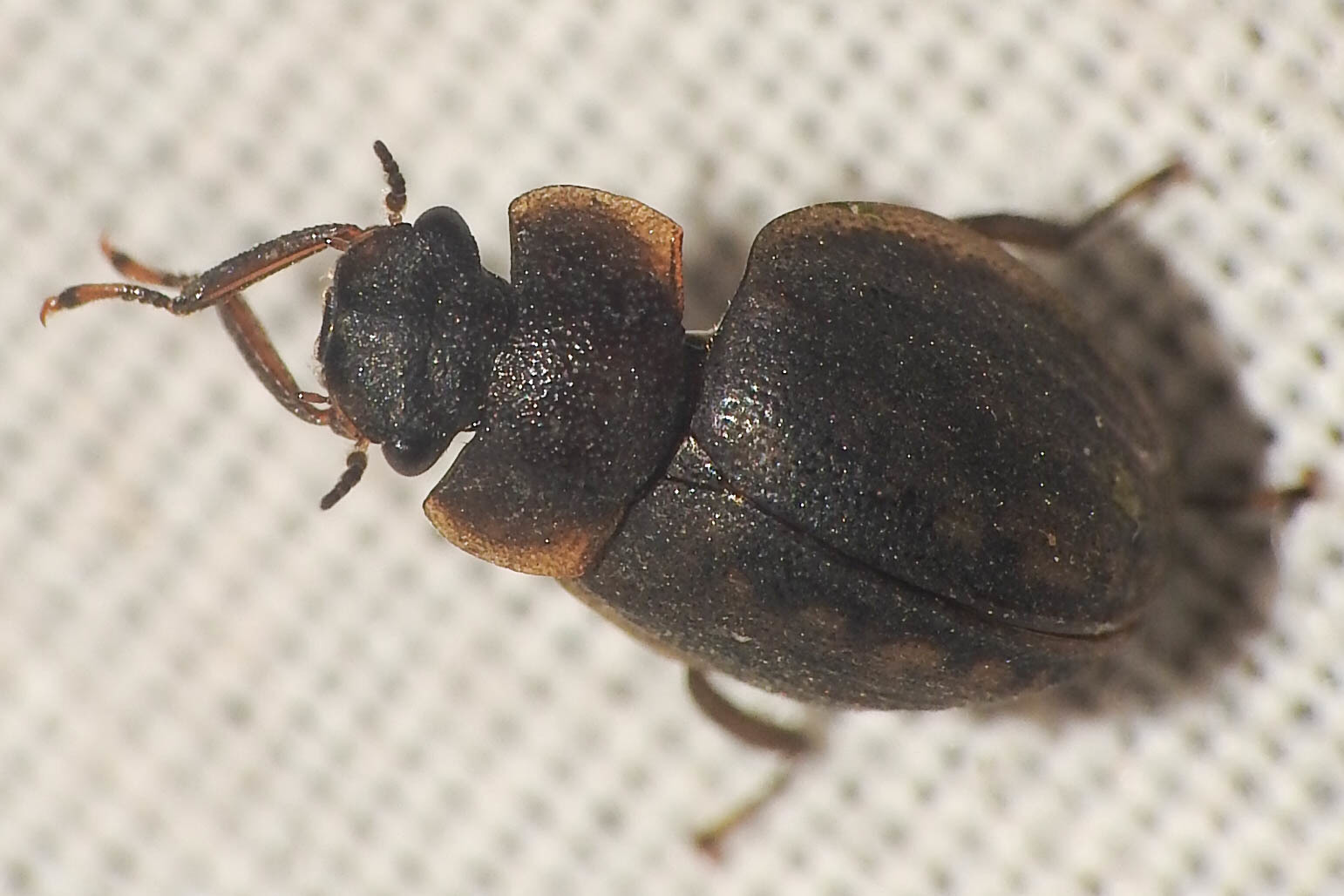 Spercheus emarginatus - ciripelő dajkacsibor