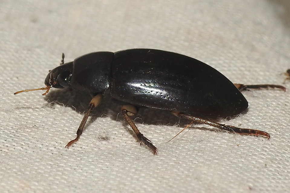 Hydrochara flavipes - sárgalábú csibor