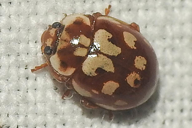 Myrrha octodecimguttata - tizennyolccseppes füsskata
