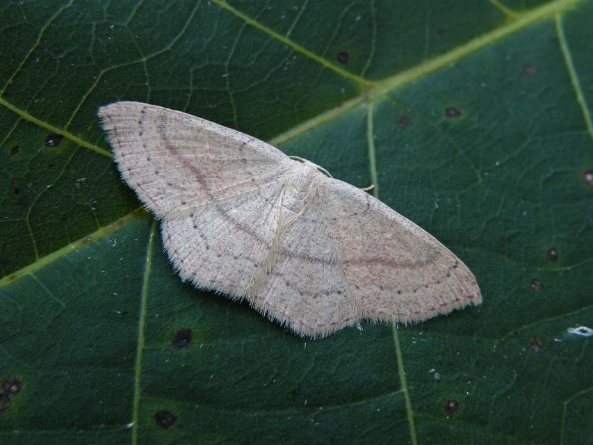 Cyclophora ruficiliaria - vörösrojtú pettyesaraszoló