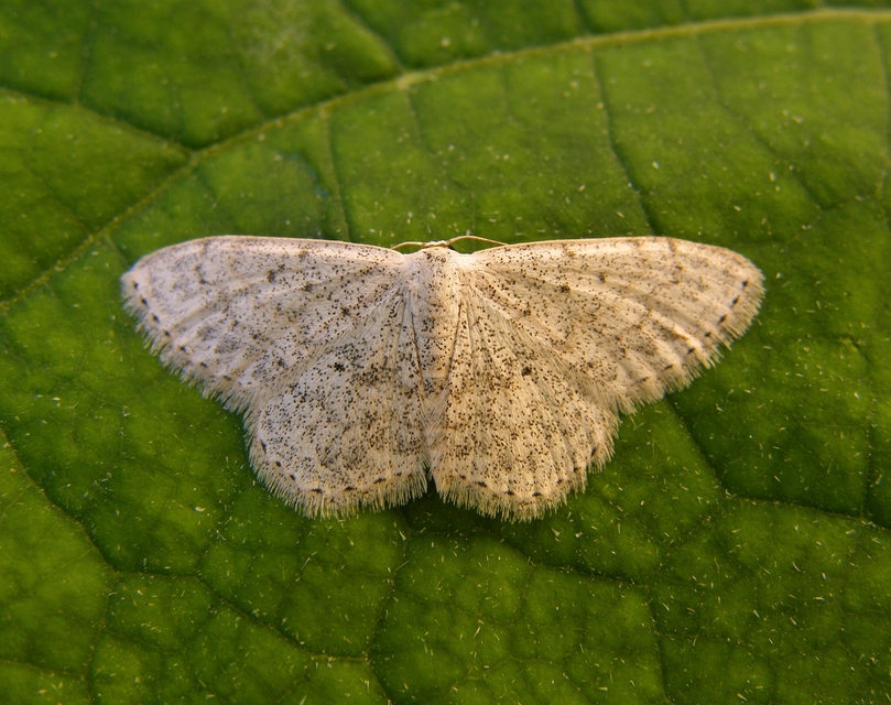 Scopula marginepunctata - pettyes sávosaraszoló